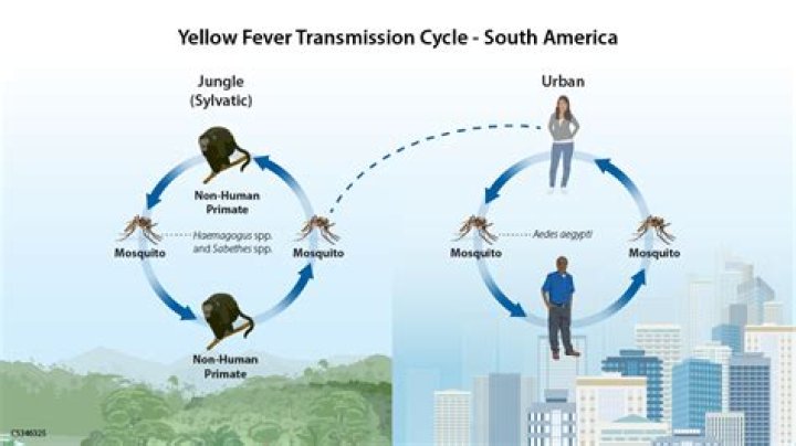 A Paradigm Shift In Yellow Fever Prevention